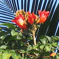 Tulip Tree.jpeg