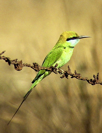 Little Green Bee-eater
