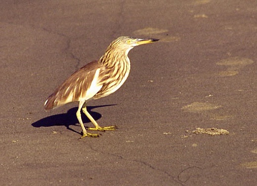 Indian Pond Heron