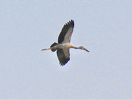 White Stork.jpg