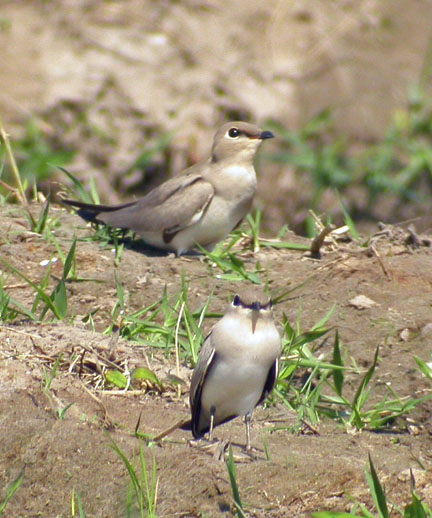  Pratincoles.JPG