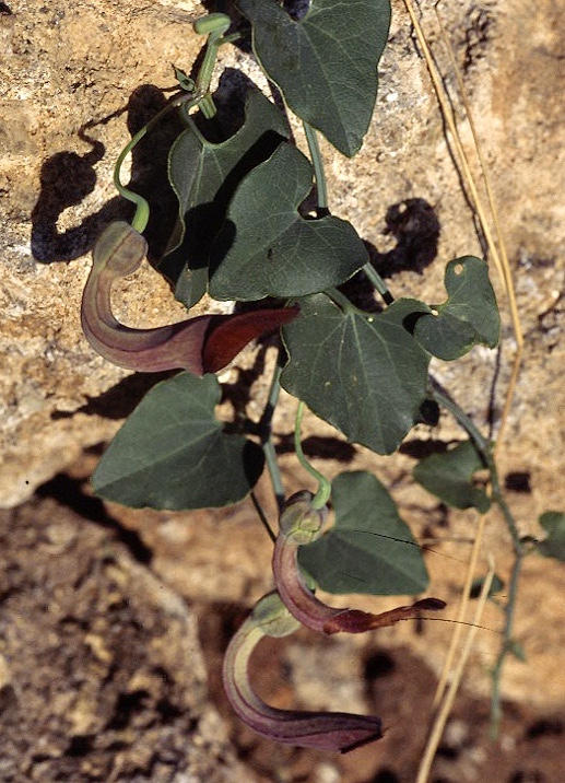 Aristolochia - Pipranka.jpeg