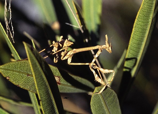 Conehead Mantis - Empusa pennata. jpeg