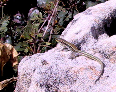 Cretan wall lizard - Podarcis cretensis.jpg