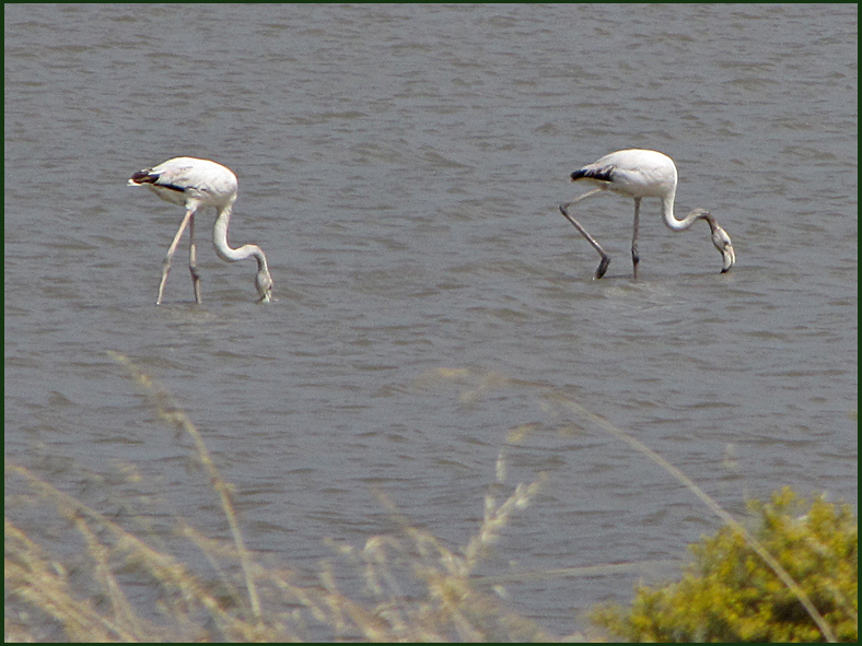 Greater Flamingoes, juveniles.jpeg