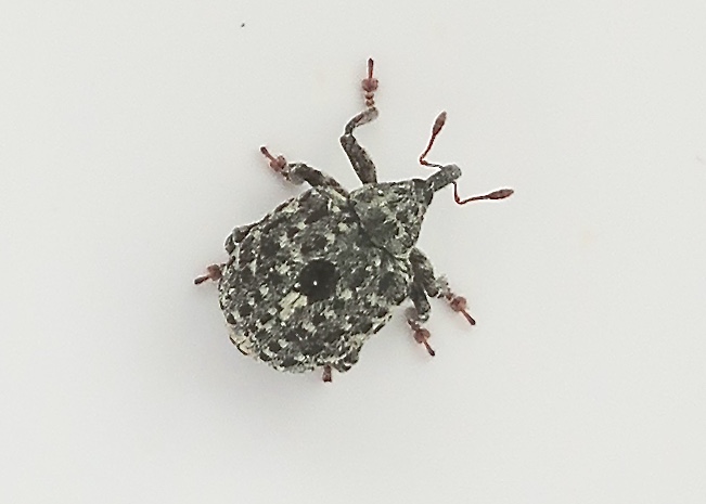 Cionus scrophularidae - Ljus flenrtsvivel.jpeg