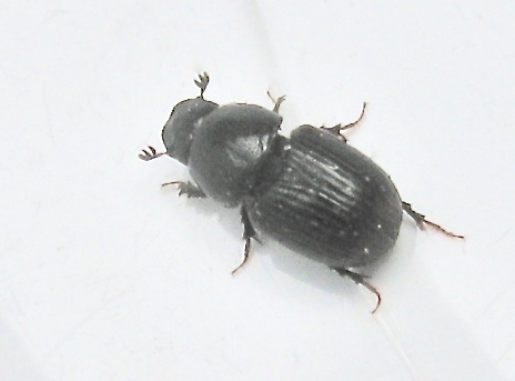 Aphodius haemorrhoidalis -  Rdspetsad dyngbagge.jpeg