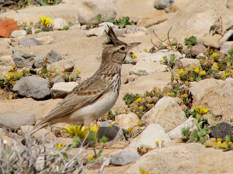  Tofslrka - Crested Lark.jpeg