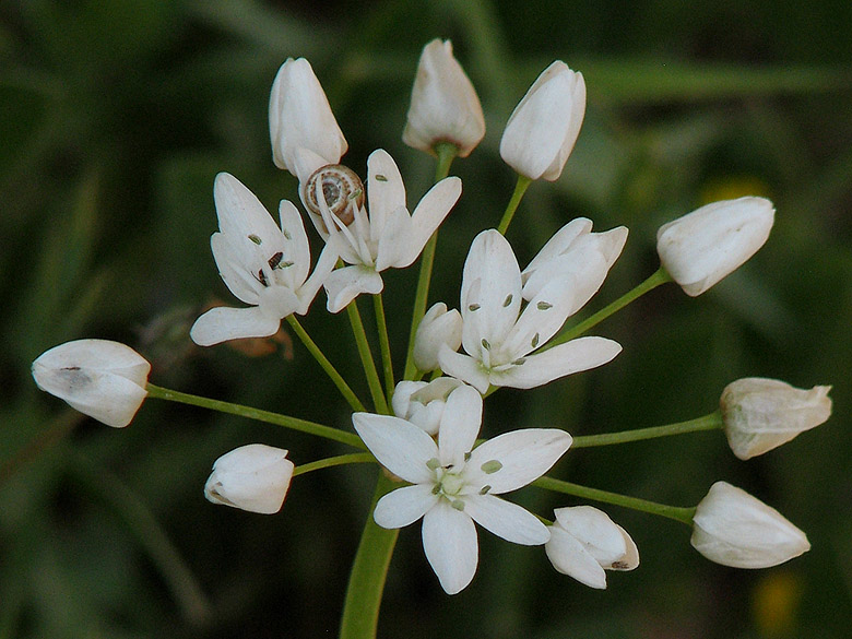 Flocklk - Allium subhirsutum.jpg