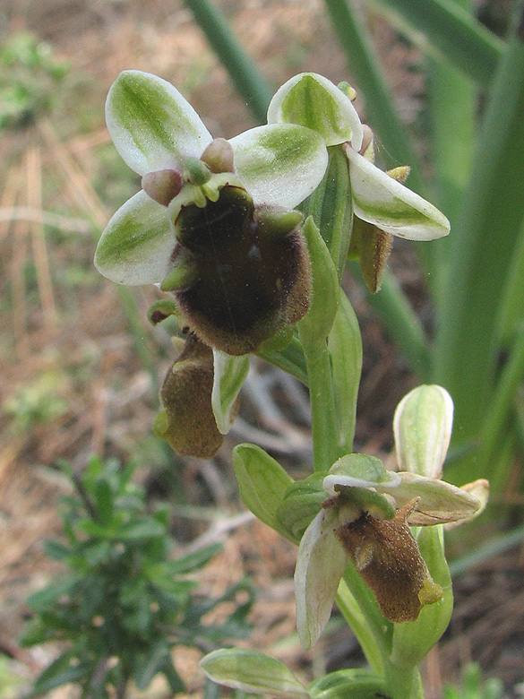 Ophrys spruneri.jpg