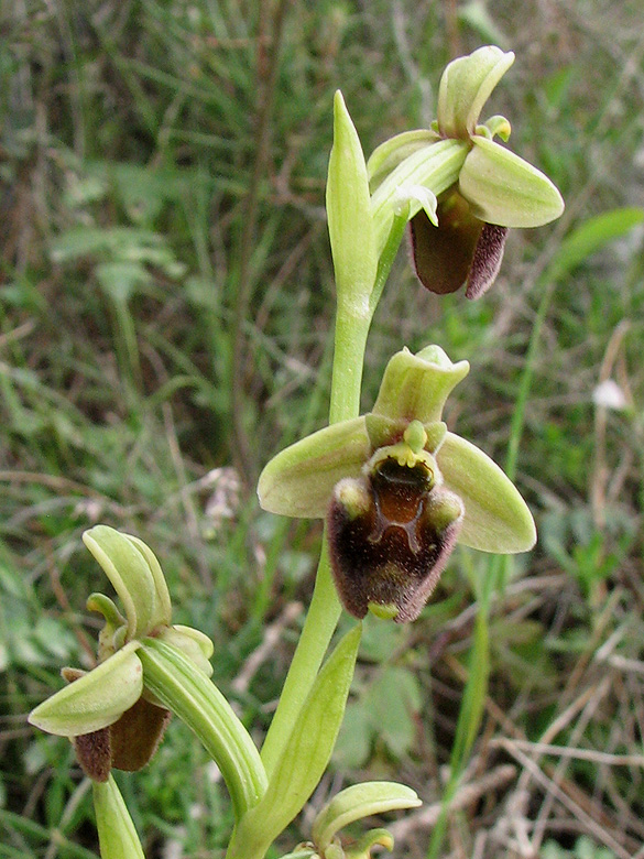 Ophrys spruneri.jpg