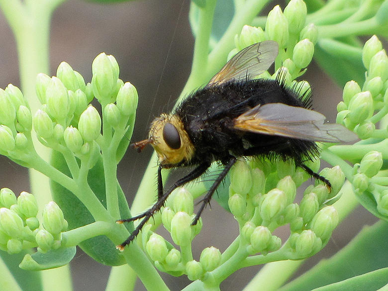 Tachina grossa.jpeg
