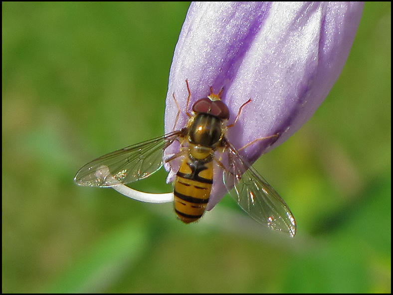Flyttblomfluga .jpeg
