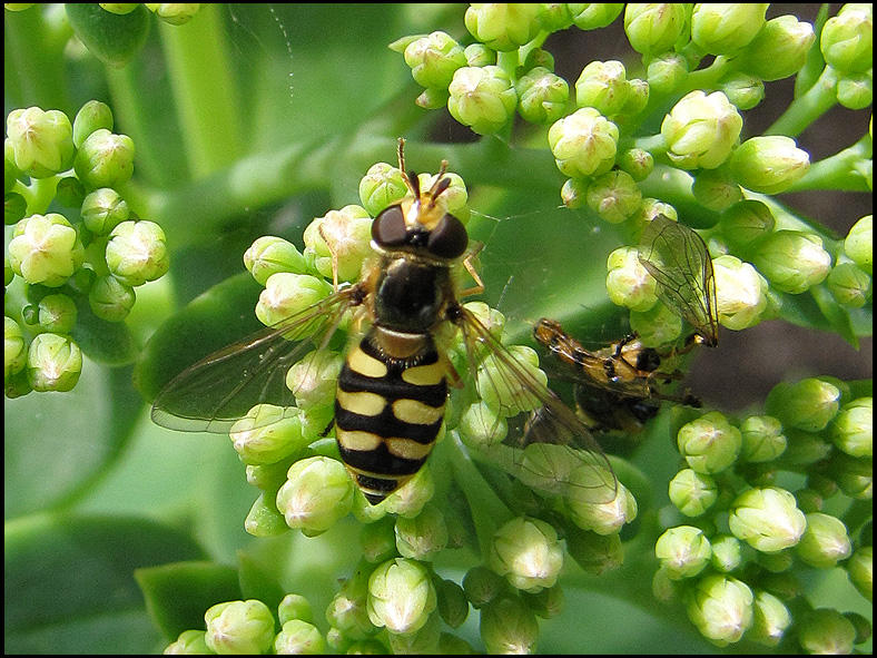 Gul solblomfluga.jpeg
