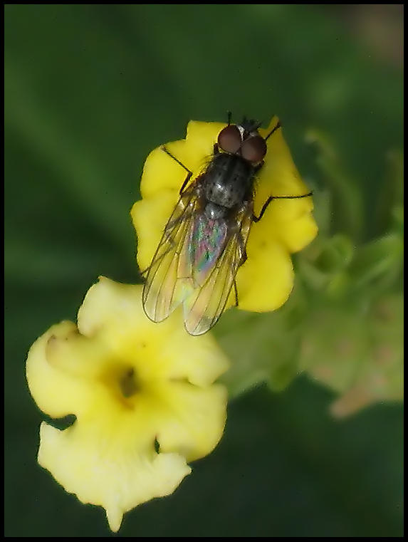 Brokig rtblomfluga .jpeg