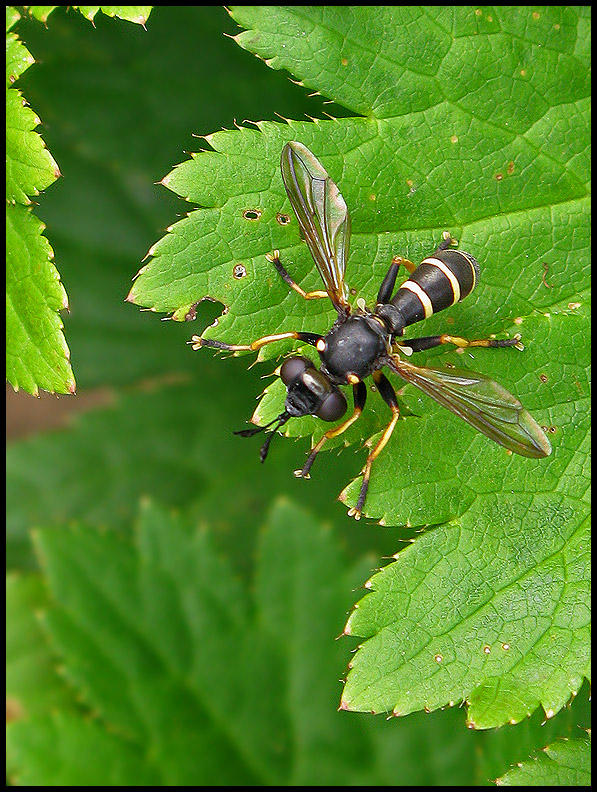 Conops quadrifasciatus?.jpeg