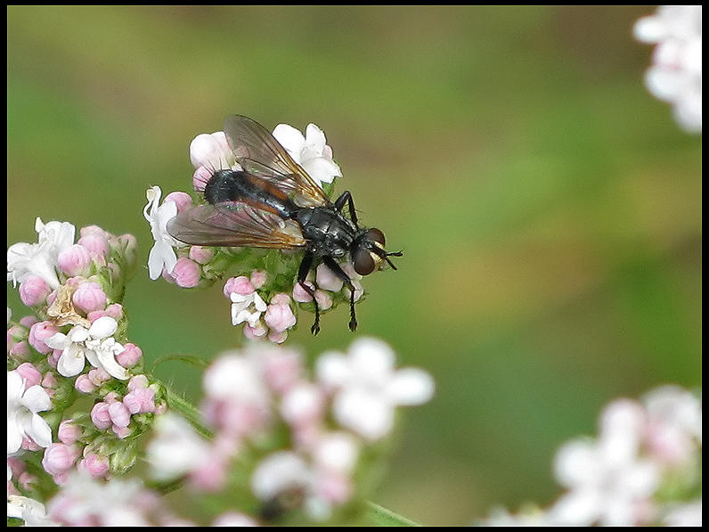 Eriothrix rufomaculata.jpeg