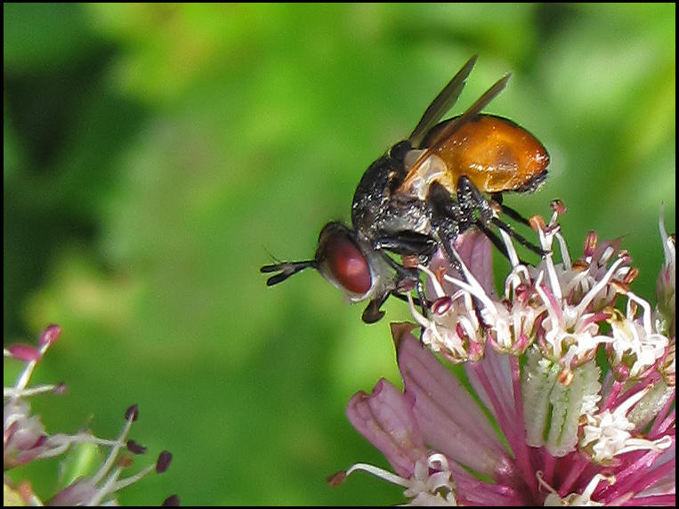 Ladybird fly.jpeg