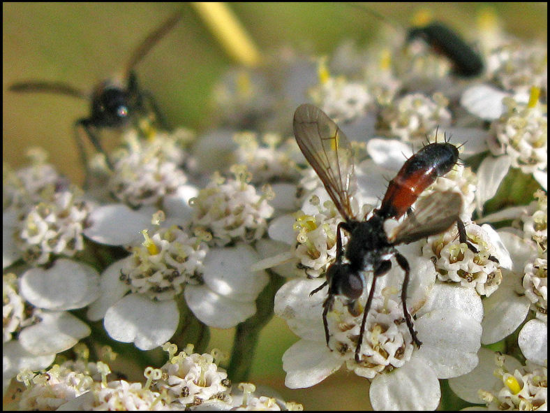 Sepsidae.jpeg