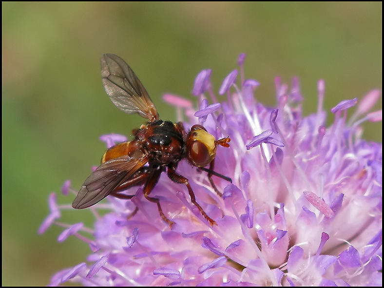 Sicus ferrugineus .jpeg