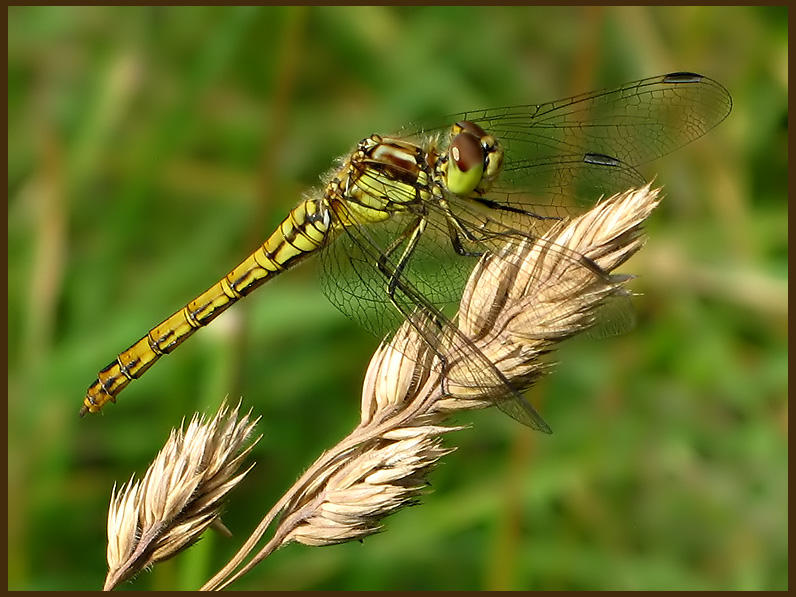 Sympetrum vulgatum - Tegelrd ngstrollslndafemale.jpg