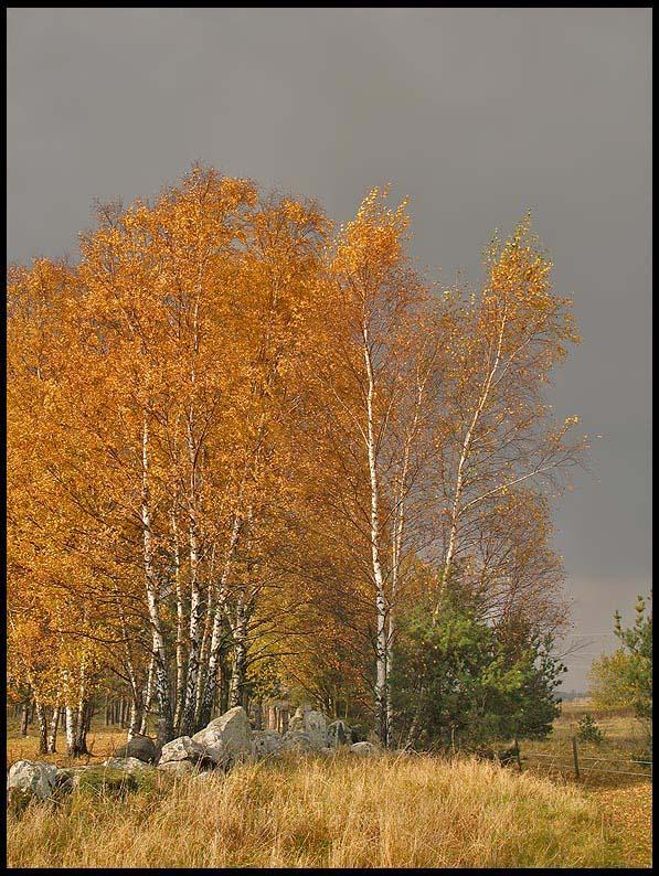 Autumn Birch .jpg