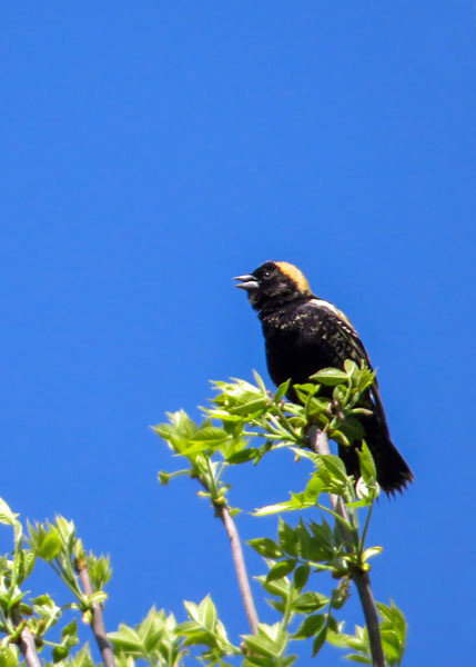 Bobolink