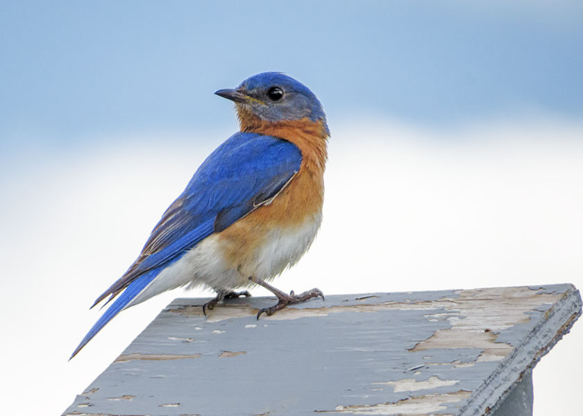 Eastern Bluebird  (2 photos)