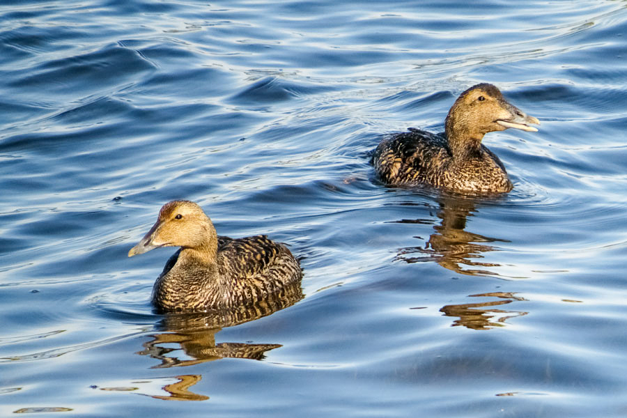 Common Eiders  (2 photos)