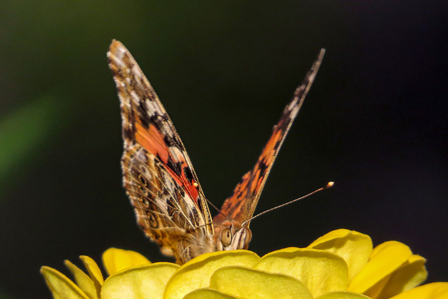 Painted Lady Butterfly  (2 photos)