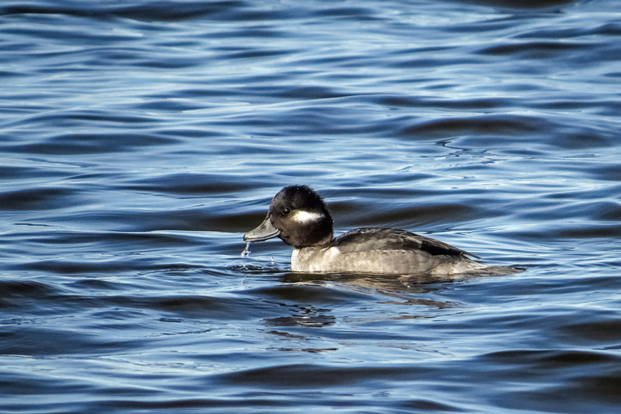 Bufflehead - female