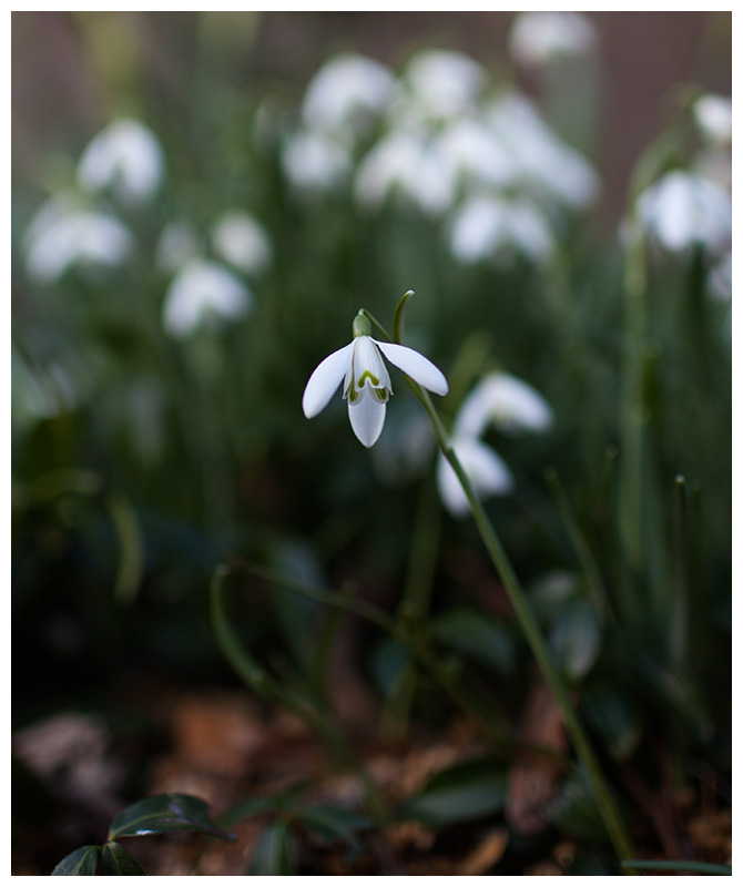 Galanthus nivalis