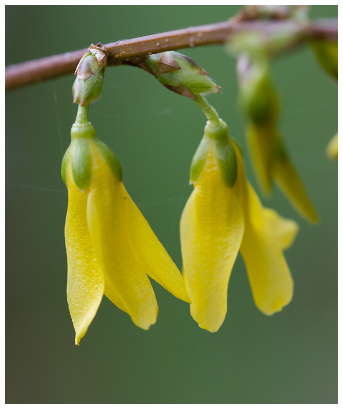 Forsythia
