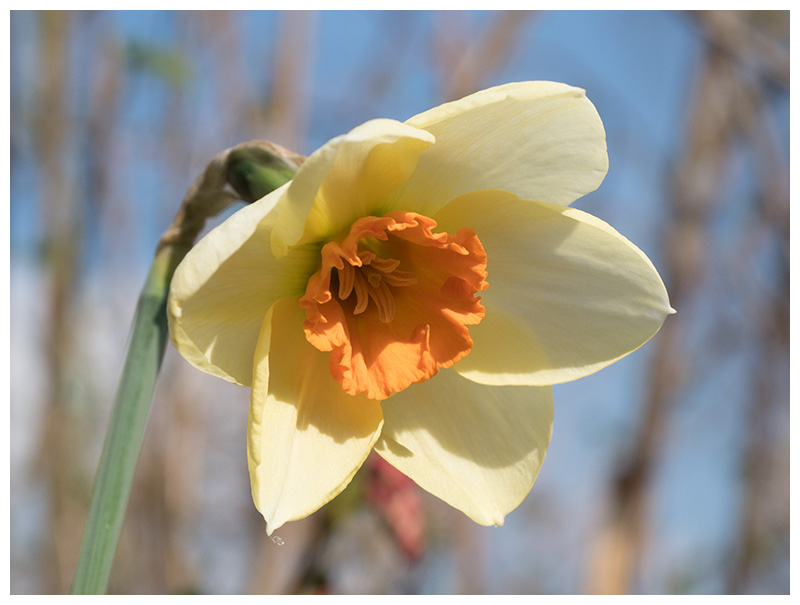 Narcissus