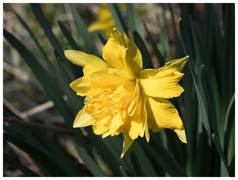 Narcissus