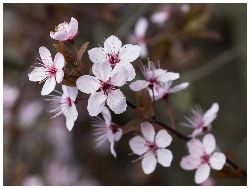 Prunus serrulata  
