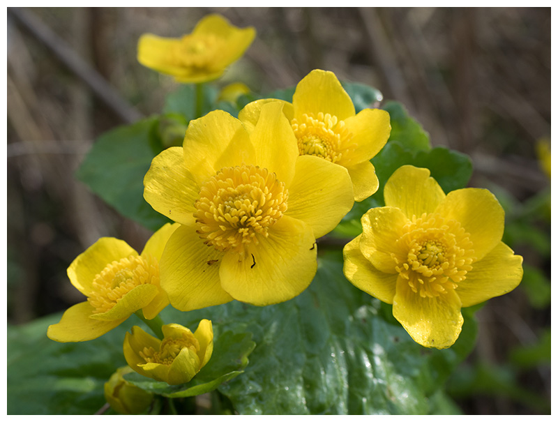 Caltha palustris   