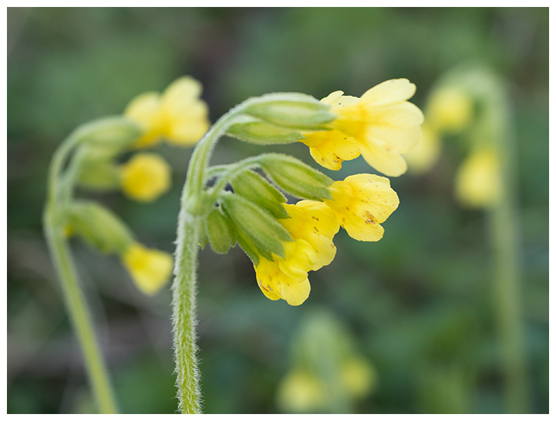 Primula elatior