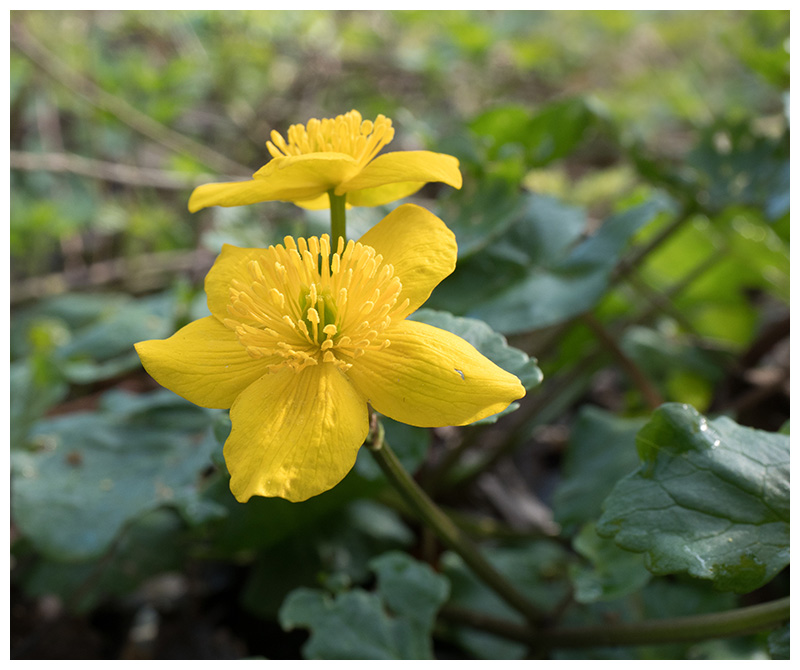 Caltha palustris   