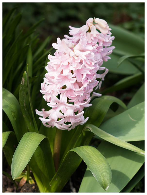 Hyacinth