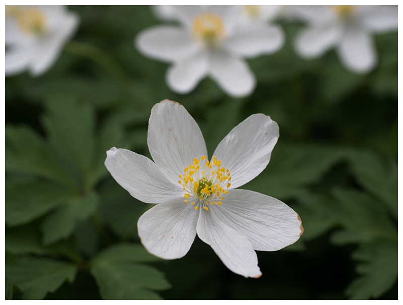 Anemone nemorosa