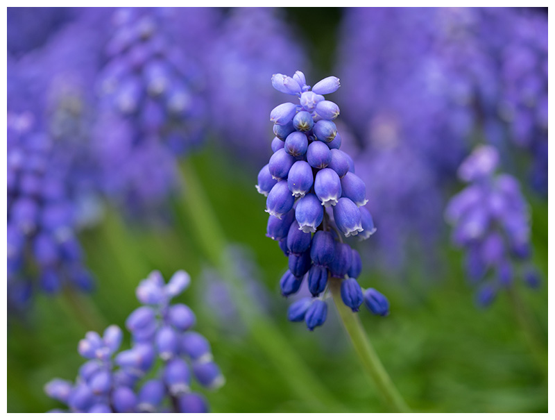 Muscari botryoides