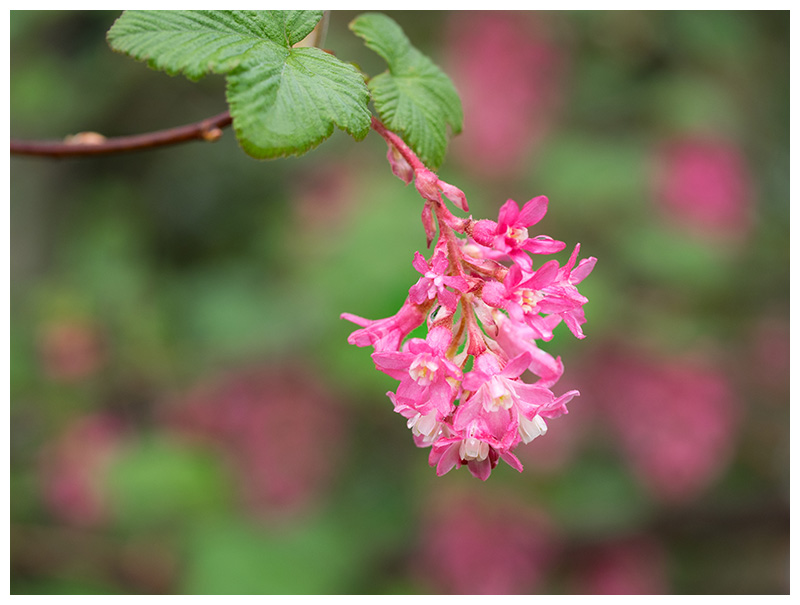 Ribes