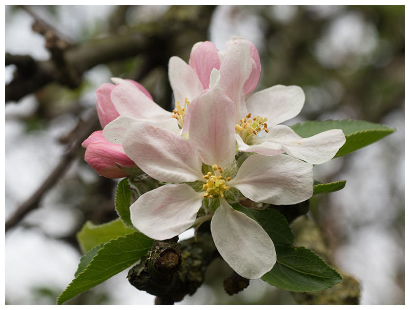 apple blossoms