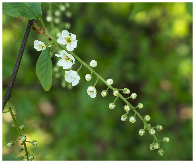 Prunus padus  