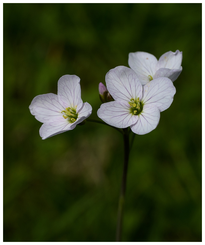 Cardamine pratensis   