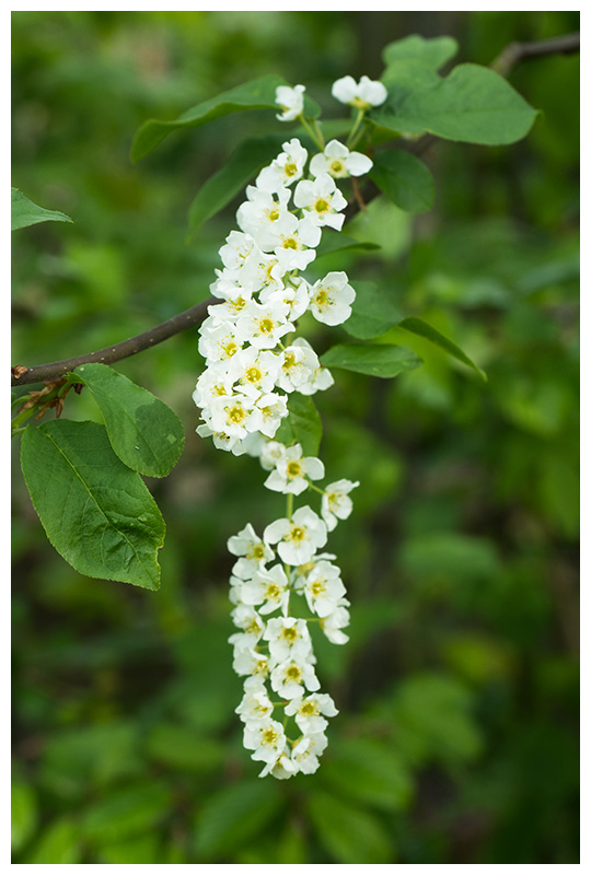 Prunus padus