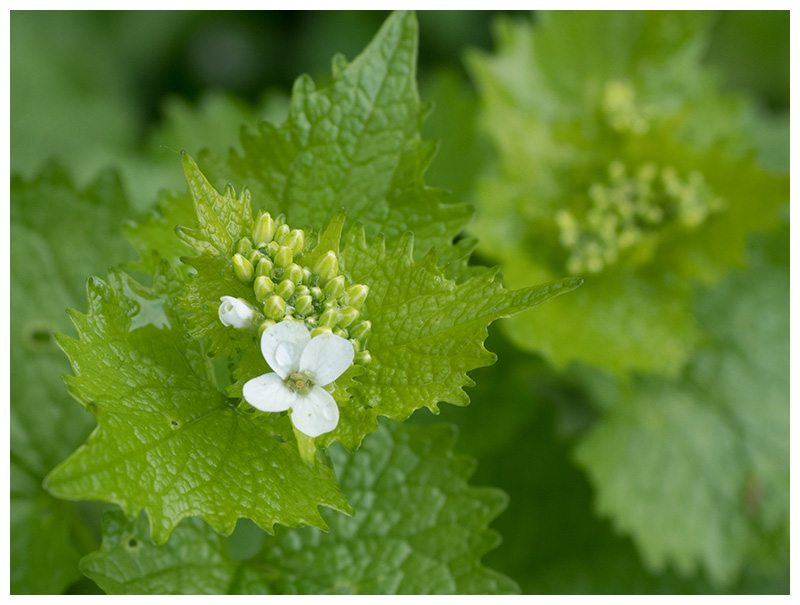 Alliaria petiolata