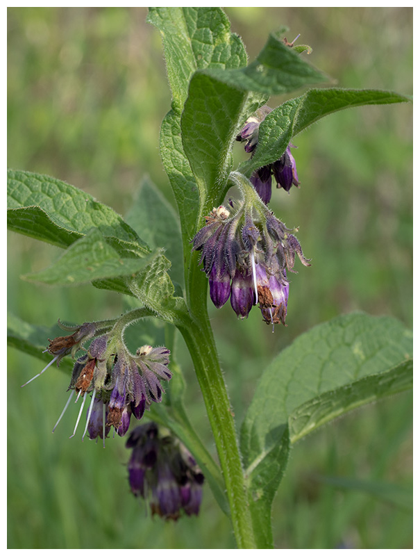 Symphytum officinale   