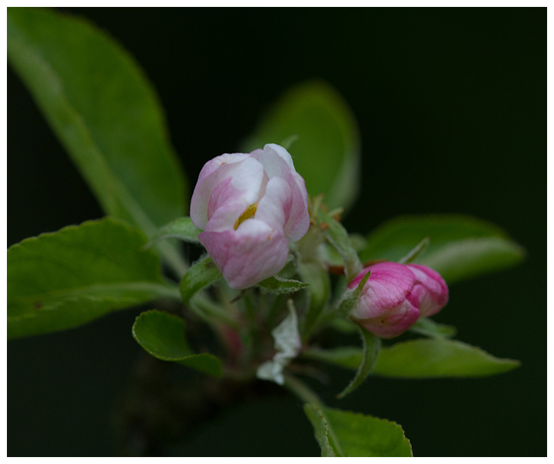 apple blossoms